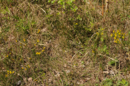 Genista germanica (c) Botanischer Garten Berlin_ Foto_Elke Zippel