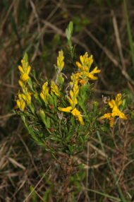 Genista germanica (c) Botanischer Garten Berlin_ Foto_Elke Zippel