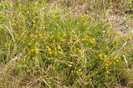 Genista pilosa (c) Botanischer Garten Berlin_ Foto_Elke Zippel