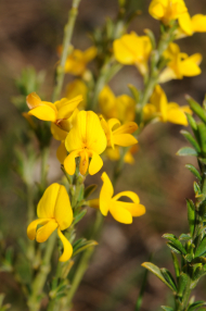 Genista pilosa (c) Botanischer Garten Berlin_ Foto_Elke Zippel