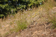 Scabiosa canescens (c) Botanischer Garten Berlin_ Foto_Elke Zippel