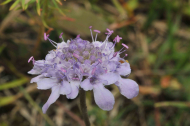 Scabiosa canescens (c) Botanischer Garten Berlin_ Foto_Elke Zippel