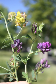 Hybrid_Luzerne_Blüten.JPG