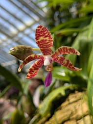 phalaenopsis lueddemanniana