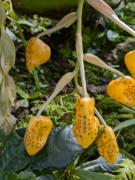 stanhopea jenischiana