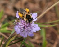Duftskabiose (Scabiosa canescens) gehört zu den seltensten Pflanzen in Berlin_Foto_Elke_Zippel_c_Botanischer_Garten_Berlin.jpg