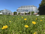 Großes_Tropenhau_im_Botanischen_Garten-Berlin_Foto_Sebastian_Treu.JPG
