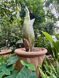 Titanenwurz_Amorphophallus_titanum_Blütenstand