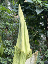 Titanenwurz_Amorphophallus_titanum_Blütenstand_25.6.2025