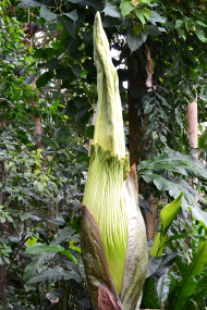Titanenwurz_Amorphophallus_titanum_Blütenstand_27.6.2025 (51)