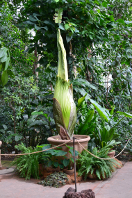 Titanenwurz_Amorphophallus_titanum_Blütenstand_27.6.2025