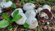 Karbol-Champignon_Agaricus xanthodermus