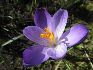 Krokusblüte im Botanischen Garten Berlin © G. Hohlstein, Botanischer Garten und Botanisches Museum Berlin