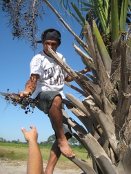 Ein Fruchtstand wird für das Herbar gesammelt. Die in El Salvador heimische Palme Sabal mexicana ist von Mexiko bis Nicaragua verbreitet. Sie ist eine der acht in El Salvador heimischen Palmenarten. Ihre Wedel werden zum Dachflechten verwendet. Foto: Anne