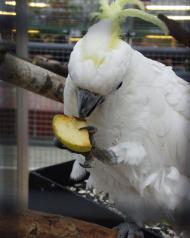 Vogelausstellung im Botanischen Garten Berlin © I. Haas / Botanischer Garten und Botanisches Museum Berlin