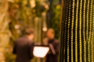 Palmensinfonie. Foto: K. Schomaker, Botanischer Garten und Botanisches Museum Berlin