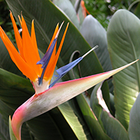 Strelitzia_reginae_Paradiesvogelblume_200.jpg