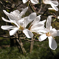 Kobushi-Magnolie (Magnolia kobus)