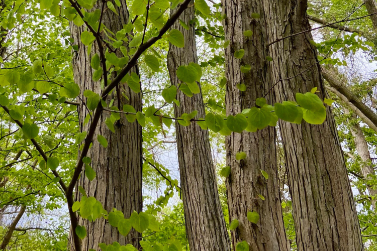 Ausschnitt von Baumstämmen