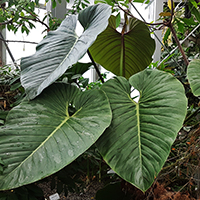 Philodendron ornatum