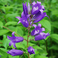 Breitblättrige Glockenblume (Campanula latifolia) 