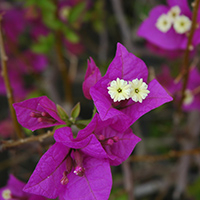 Brasilianische Bougainvillea (Bougainvillea glabra)