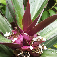 Purpurblättrige Dreimasterblume (Tradescantia spathacea) 