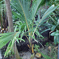 Kokosnuss (Cocos nucifera)