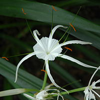 Strand-Schönhäutchen (Hymenocallis littoralis)