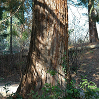 Riesen-Mammutbaum (Sequoiadendron giganteum)