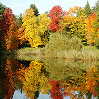 Rot-Ahorn (Acer rubrum)