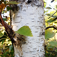 Betula x intermedia