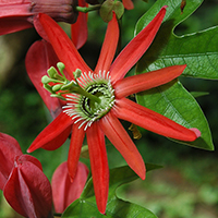 Traubige Passionsblume (Passiflora racemosa)