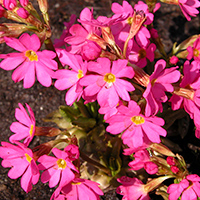 Rosen-Primel (Primula rosea)