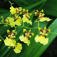 Angebräuntes Oncidium (Oncidium sphacelatum)