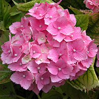 Gartenhortensie (Hydrangea macrophylla)