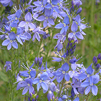 Blaue Himmelsleiter (Polemonium caeruleum)