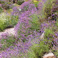 Großer Lavendel (Lavandula latifolia)