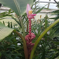 Samt-Banane (Musa velutina)