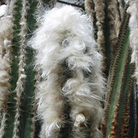 Weißköpfiger Haarsäulenkaktus (Pilosocereus leucocephalus)