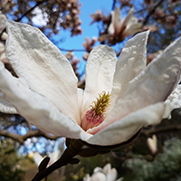 Tulpen-Magnolie (Magnolia x soulangiana)