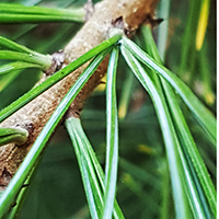 Pinus morrisonicola