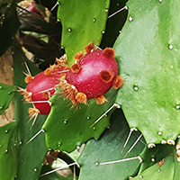 Brasiliopuntia brasiliensis