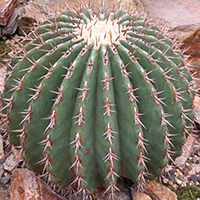 Riesen-Igelkaktus (Echinocactus platyacanthus)