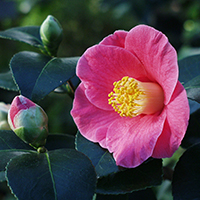 Camellia japonica "Nukifude"