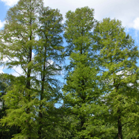 Sumpfzypresse (Taxodium distichum). Foto: I. Haas / Botanischer Garten und Botanisches Museum Berlin